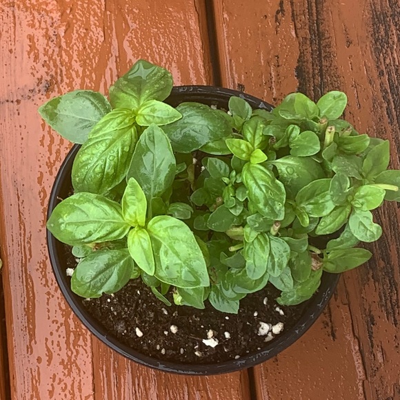 Meet your Posher, Soheyla - Picture 1 of 1